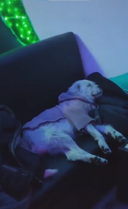 imagen de un perro dormido en el sillón de un antro 