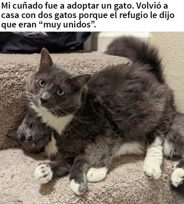 Memes de gatos que seguro alegrarán tu día