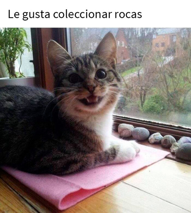 Fotos de gatos que alegrarán tu día