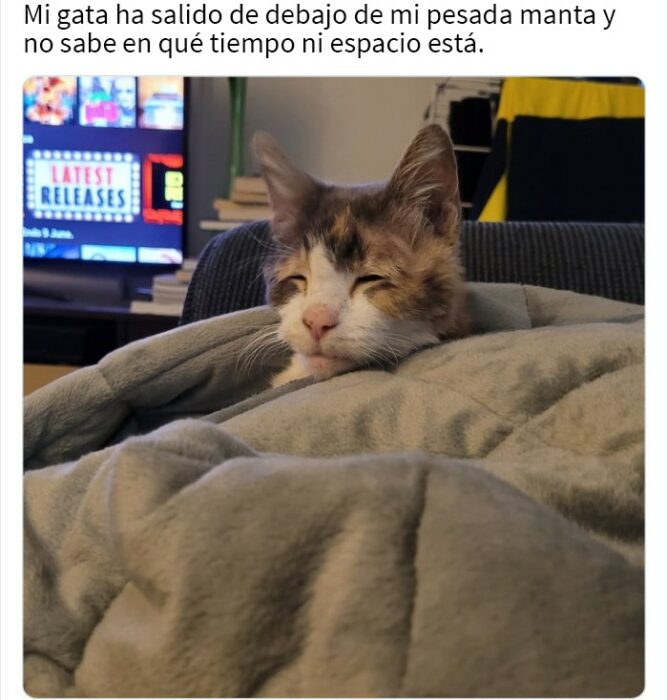 Memes de gatos para alegrar tu día