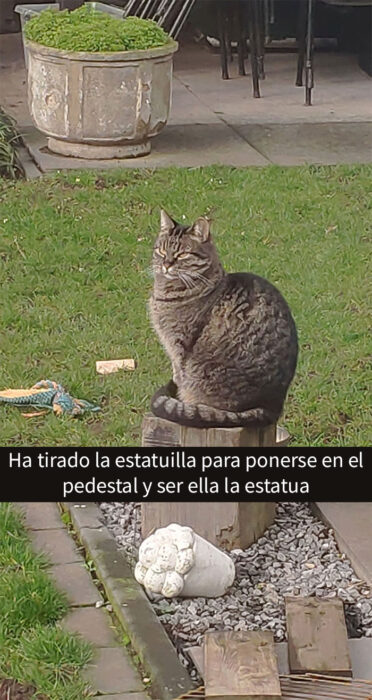 Memes de gatos que alegrarán tu día