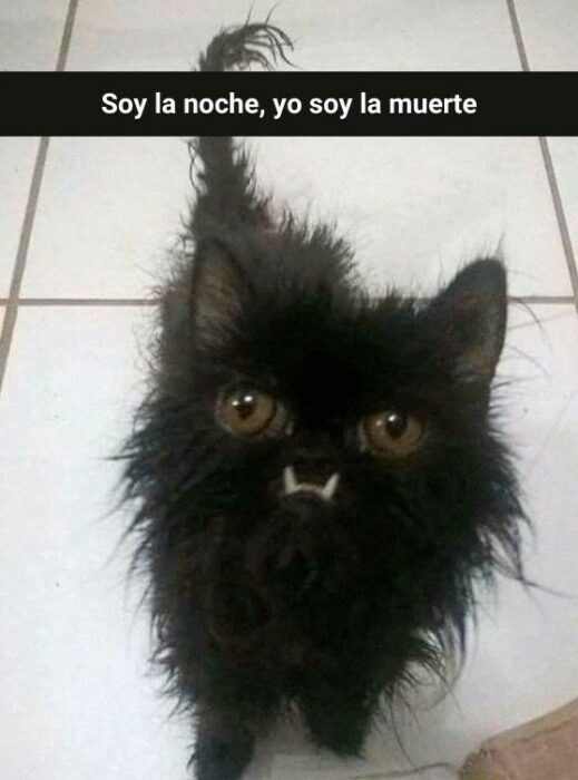 Memes de gatos que alegrarán tu día