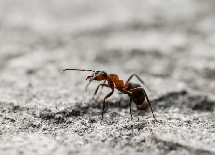 fotografía de una hormiga caminando por una piedra 
