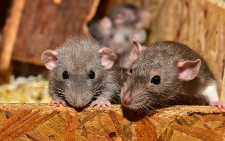 Fotografías de unas ratas