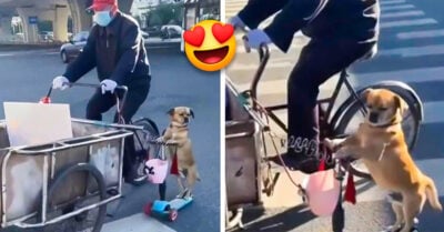 El mejor vendedor de todos: lomito ayuda a su dueño a vender tamales en un triciclo