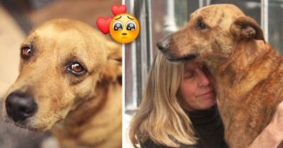 ¡De regreso a casa! Familia se reencuentra con su perrito varios meses después de perderlo