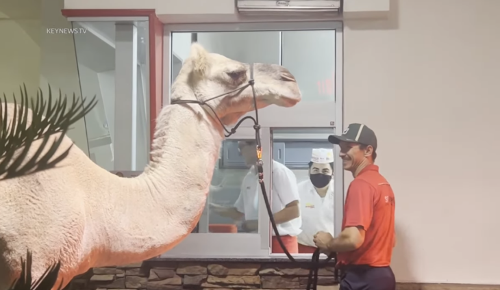 camello esperando en el autoservicio de un restaurante de comida rápida
