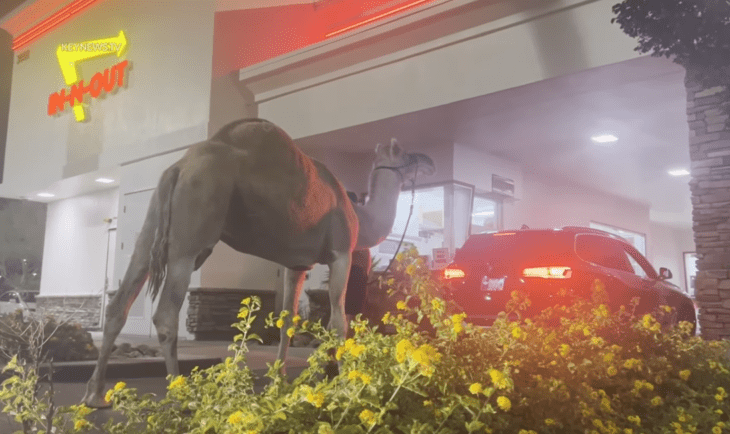 camello esperando en el autoservicio de un restaurante de comida rápida