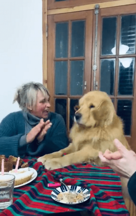 perrito sentado a la mesa 