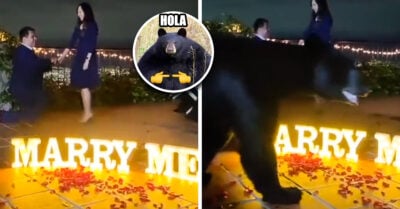 ¡Él se opone! Oso interrumpe una propuesta de matrimonio en Nuevo León, México