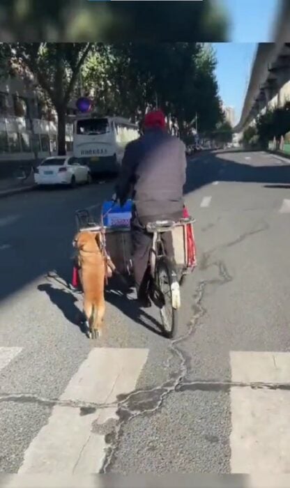 imagen de un perrito que acompaña a su dueño a vender tamales en un triciclo 