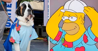 ¡Anda la osa! Visten a un perrito como Homero Simpson y gana un concurso de disfraces