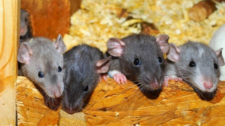 plague of rats