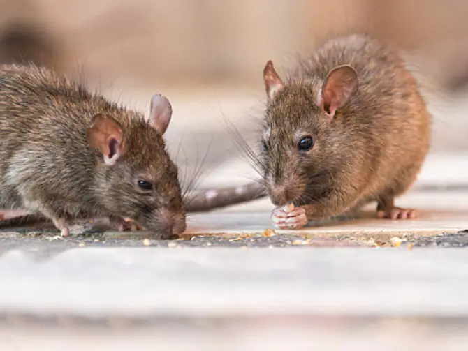 rats eating crumbs 