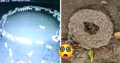 Preocupa el extraño comportamiento de animales de todo el mundo dando vueltas en círculos