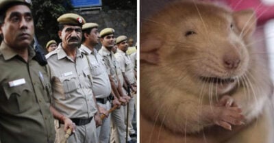 Policía de India culpa a ratas de desaparición de más de 500 kilos de marihuana