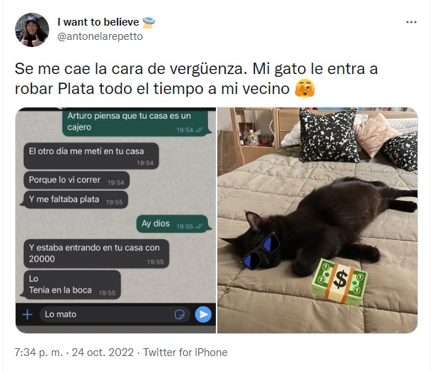 gatito ladrón le roba a su vecino 