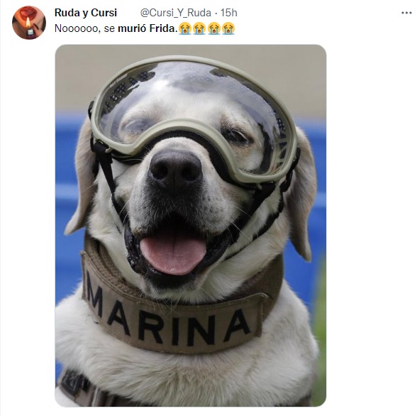 reacción en twitter por la muerte de la perrita frida