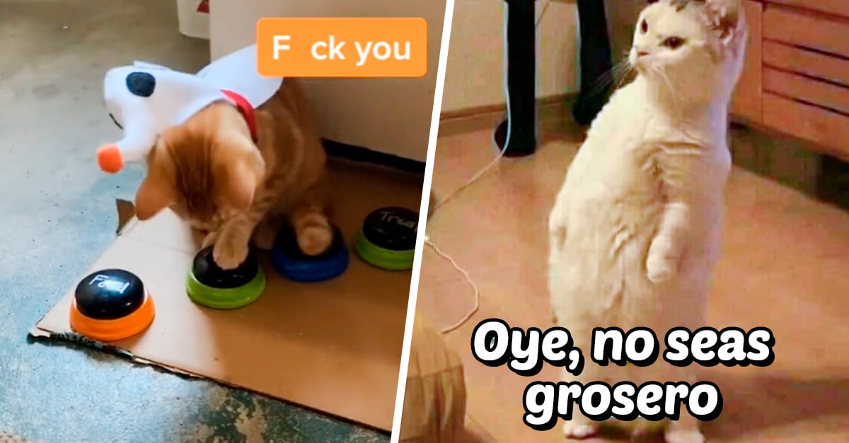 They teach their cat to "speak" using voice buttons and ends up