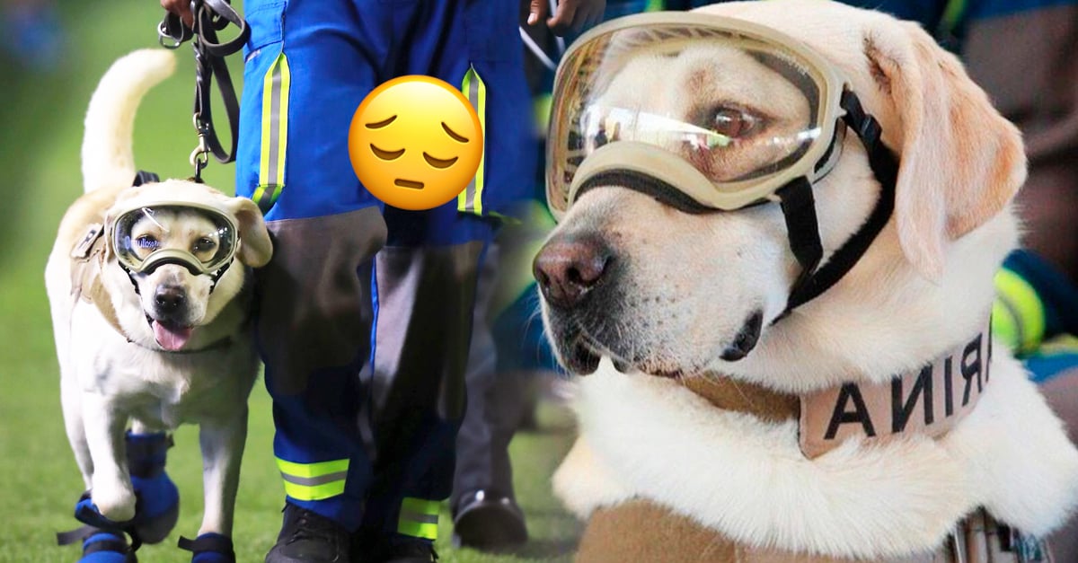 Frida, the rescue dog from the 19S earthquake in Mexico, dies