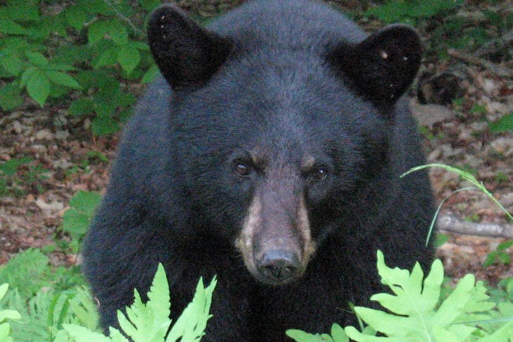 oso negro tomado de frente en su hábitat