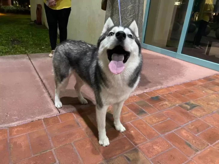 image of a 9 month old husky dog ​​with white fur with black spots