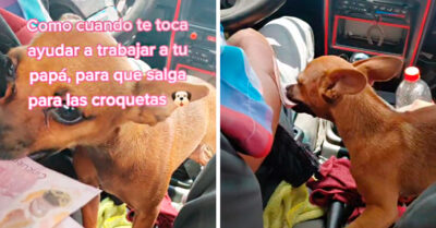 ¡Ternurita! Perrita se hace viral por acompañar a un taxista a cobrar los pasajes