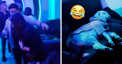 Perrito acompaña a su dueña al antro; mientras ella perrea, él se duerme