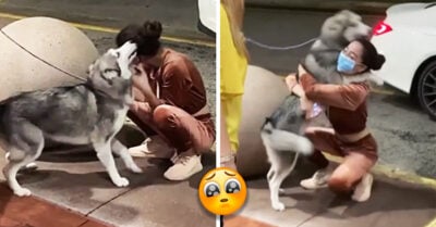 Policía logra recuperar a una perrita secuestrada y reunirla con su dueña después de dos meses