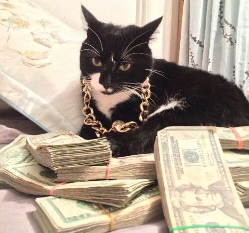 gato con dinero