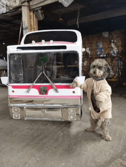 Perro en camión a escala