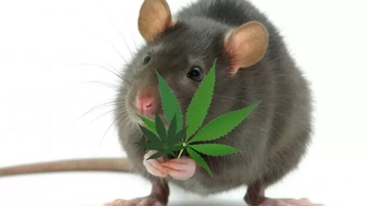 Ratas comiendo planta de cannabis