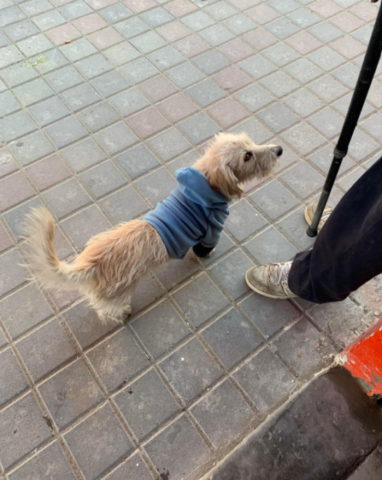 a puppy standing on the street next to its owner is wearing a blue sweater for the cold the puppy is cream colored and a little dirty 