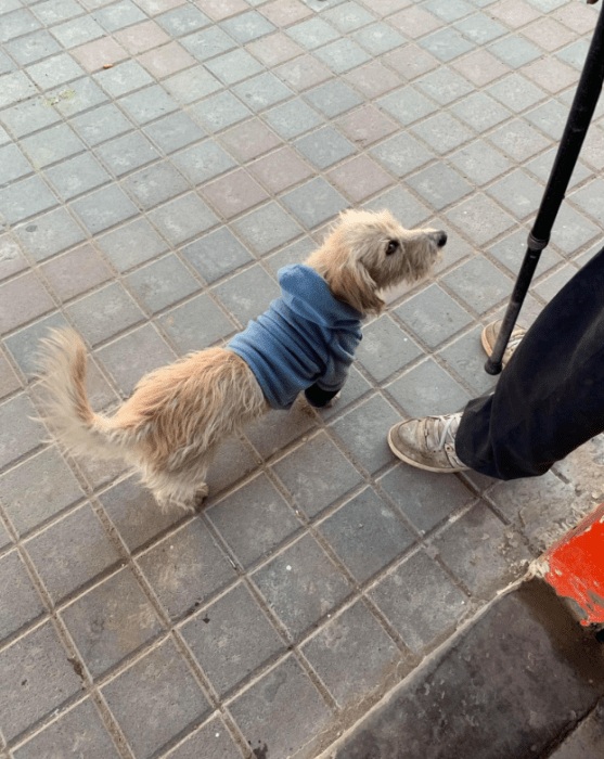 un perrito parado en la calle junto a su dueño lleva un suéter azul para el frío el perrito es de color crema y esta un poco sucio 