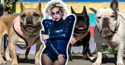Condenan a 21 años de prisión al hombre involucrado en el robo violento de los perros de Lady Gaga
