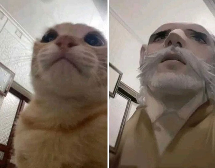 Gatito antes y después de filtro de anime