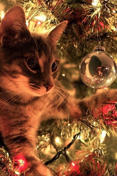 Gatito en árbol de navidad