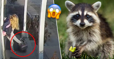 Mamá salva a su hija del ataque de mapache ‘salvaje’ y se vuelve viral