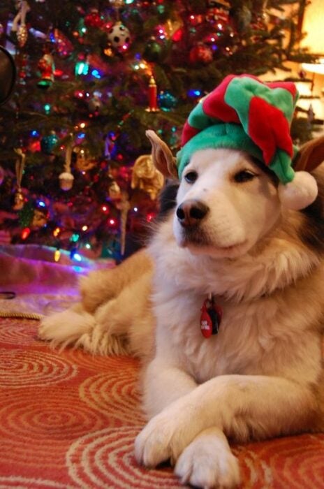 Perrito con gorro navideño frente al árbol de navidad