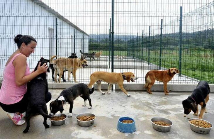 Albergue animal de perros y mujer alimentándolos