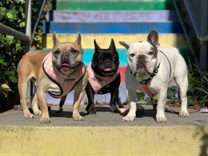 Bulldogs franceses de Lady Gaga