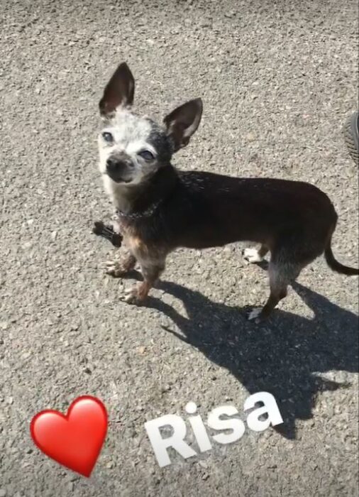 Perra chihuahua risa