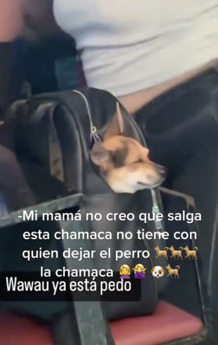 perrito dentro de una mochila sobre una silla en la mesa de un antro 