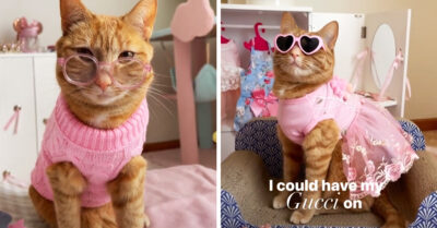 Gatita influencer gana millones de pesos al año por ronronear en TikTok