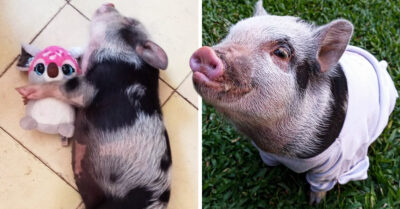 Hombre adopta una cerdita como mascota y termina como su cena