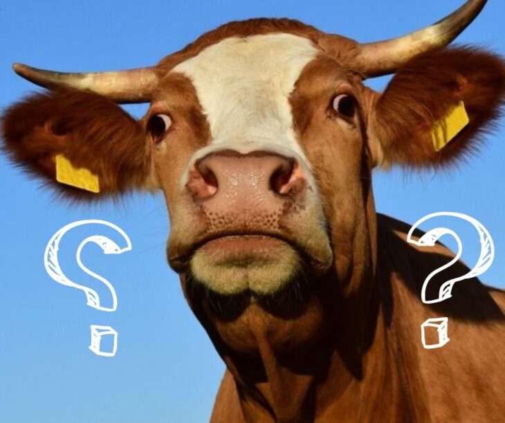 brown cow with question mark