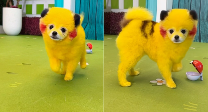 Perro pintado como pikachu