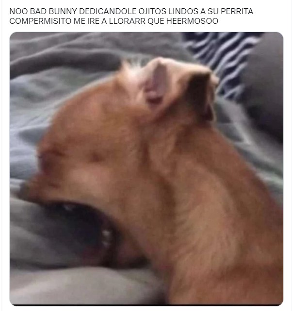 meme de un perrito mordiendo una cama con refencia a la canción de ojitos lindos de Bad Bunny 