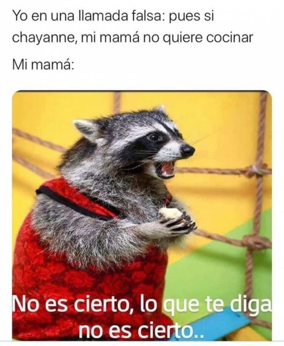 meme de mapache vestido de rojo con el texto sobre una mamá que es sonsacada con respecto a Chayanne