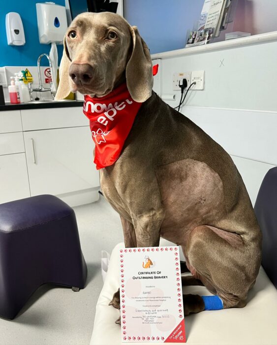 Fotografía de un perro sentado en el veterinario con un paliacate color rojo en su cuello 